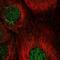 Cyclin J antibody, PA5-66140, Invitrogen Antibodies, Immunofluorescence image 