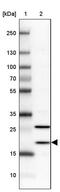 Basic Transcription Factor 3 Like 4 antibody, PA5-64303, Invitrogen Antibodies, Western Blot image 