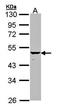 Keratin 34 antibody, orb69867, Biorbyt, Western Blot image 