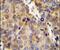 Collagen Type XVIII Alpha 1 Chain antibody, PA5-24199, Invitrogen Antibodies, Immunohistochemistry paraffin image 