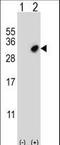 Glutathione S-Transferase Omega 2 antibody, LS-C166713, Lifespan Biosciences, Western Blot image 