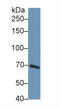 Phosphoinositide-3-Kinase Adaptor Protein 1 antibody, MBS2006367, MyBioSource, Western Blot image 