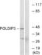 DNA Polymerase Delta Interacting Protein 3 antibody, abx014721, Abbexa, Western Blot image 