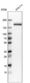 Rho GTPase Activating Protein 45 antibody, NBP1-90107, Novus Biologicals, Western Blot image 