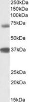 Tripartite Motif Containing 29 antibody, MBS422286, MyBioSource, Western Blot image 