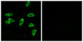 Prostaglandin E Receptor 3 antibody, abx015466, Abbexa, Western Blot image 