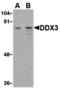 DEAD-Box Helicase 3 X-Linked antibody, A00751-3, Boster Biological Technology, Western Blot image 