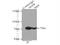 Nerve Growth Factor Receptor antibody, 55014-1-AP, Proteintech Group, Immunoprecipitation image 