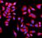 GRB10 Interacting GYF Protein 2 antibody, A04303-2, Boster Biological Technology, Immunofluorescence image 