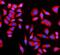GRB10 Interacting GYF Protein 2 antibody, A04303-2, Boster Biological Technology, Immunofluorescence image 