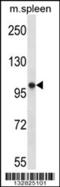 RNA Polymerase III Subunit B antibody, 57-291, ProSci, Western Blot image 