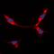 Bone Morphogenetic Protein 8a antibody, orb215418, Biorbyt, Immunofluorescence image 