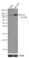 Melanoma Cell Adhesion Molecule antibody, 35-7800, Invitrogen Antibodies, Western Blot image 