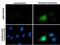 Rhotekin antibody, NBP2-20239, Novus Biologicals, Immunofluorescence image 