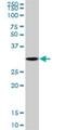 Cyclin Dependent Kinase 3 antibody, H00001018-D01P, Novus Biologicals, Western Blot image 