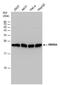 RNA Binding Motif Protein 8A antibody, PA5-78305, Invitrogen Antibodies, Western Blot image 