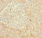 B9 Domain Containing 1 antibody, LS-C675409, Lifespan Biosciences, Immunohistochemistry paraffin image 