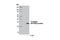 T7 tag antibody, 13246T, Cell Signaling Technology, Western Blot image 