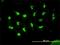 Histone Deacetylase 11 antibody, H00079885-M01, Novus Biologicals, Immunocytochemistry image 