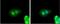 Zinc Finger Protein 703 antibody, NBP2-21043, Novus Biologicals, Immunofluorescence image 