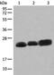 Cell Cycle Exit And Neuronal Differentiation 1 antibody, PA5-68396, Invitrogen Antibodies, Western Blot image 