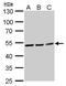 RuvB Like AAA ATPase 2 antibody, GTX128975, GeneTex, Western Blot image 