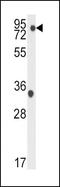 TANK Binding Kinase 1 antibody, PA5-15053, Invitrogen Antibodies, Western Blot image 