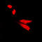 DNA topoisomerase 2-beta antibody, LS-C352951, Lifespan Biosciences, Immunofluorescence image 