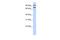 FCH Domain Only 1 antibody, PA5-44284, Invitrogen Antibodies, Western Blot image 