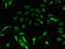 Protein Arginine Methyltransferase 7 antibody, CSB-PA885738LA01HU, Cusabio, Immunofluorescence image 