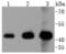 Erk1 antibody, NBP2-67378, Novus Biologicals, Western Blot image 