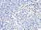 CD86 antibody, A00220-2, Boster Biological Technology, Immunohistochemistry paraffin image 