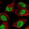 Glucocorticoid Modulatory Element Binding Protein 1 antibody, NBP2-55657, Novus Biologicals, Immunofluorescence image 