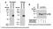 Paired Immunoglobin Like Type 2 Receptor Alpha antibody, DDX0230P-100, Novus Biologicals, Western Blot image 