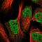 Eukaryotic Translation Initiation Factor 6 antibody, NBP2-13954, Novus Biologicals, Immunocytochemistry image 