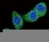 BCL2 Binding Component 3 antibody, F42785-0.4ML, NSJ Bioreagents, Western Blot image 