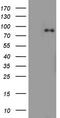 Actin Filament Associated Protein 1 antibody, LS-C338552, Lifespan Biosciences, Western Blot image 