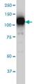 Sirtuin 1 antibody, H00023411-M01, Novus Biologicals, Western Blot image 