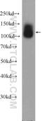 Transmembrane Protein 132A antibody, 25301-1-AP, Proteintech Group, Western Blot image 