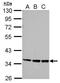 Proline Rich 5 antibody, PA5-32185, Invitrogen Antibodies, Western Blot image 