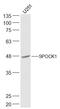 SPARC (Osteonectin), Cwcv And Kazal Like Domains Proteoglycan 1 antibody, GTX03362, GeneTex, Western Blot image 