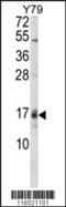 Growth Arrest And DNA Damage Inducible Alpha antibody, MBS9206054, MyBioSource, Western Blot image 