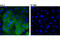 Dipeptidyl Peptidase 4 antibody, 67138S, Cell Signaling Technology, Immunocytochemistry image 