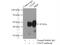 Basigin (Ok Blood Group) antibody, 11989-1-AP, Proteintech Group, Immunoprecipitation image 