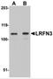 Leucine Rich Repeat And Fibronectin Type III Domain Containing 3 antibody, 5069, ProSci, Western Blot image 