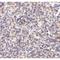 Autophagy Related 5 antibody, LS-C108463, Lifespan Biosciences, Immunohistochemistry frozen image 