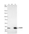 RAD51 Recombinase antibody, NBP2-20058, Novus Biologicals, Immunoprecipitation image 