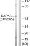 Death Associated Protein Kinase 3 antibody, LS-C198871, Lifespan Biosciences, Western Blot image 
