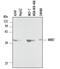 Mitogen-Activated Protein Kinase Kinase 7 antibody, AF3579, R&D Systems, Western Blot image 