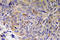 Interleukin 32 antibody, LS-C291702, Lifespan Biosciences, Immunohistochemistry frozen image 